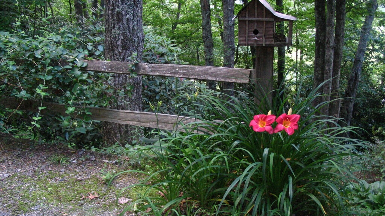 Photo of Outdoor in Pisgah Forest
