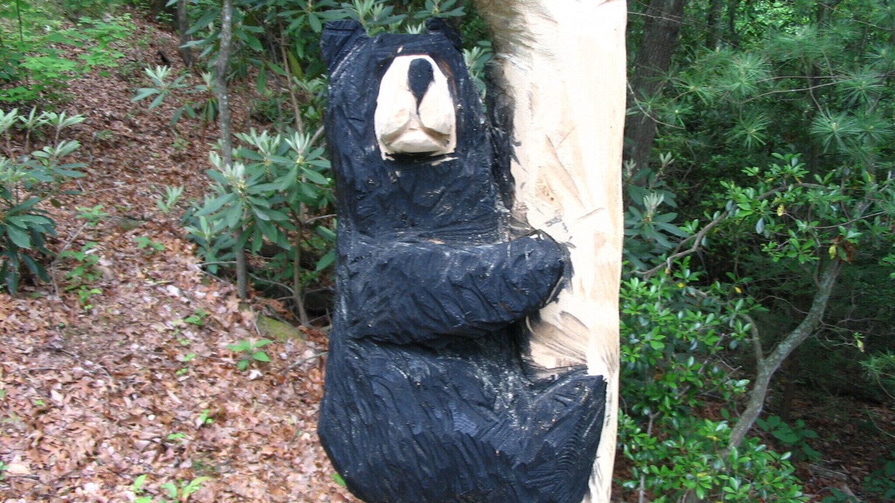 Photo of Outdoor in Pisgah Forest