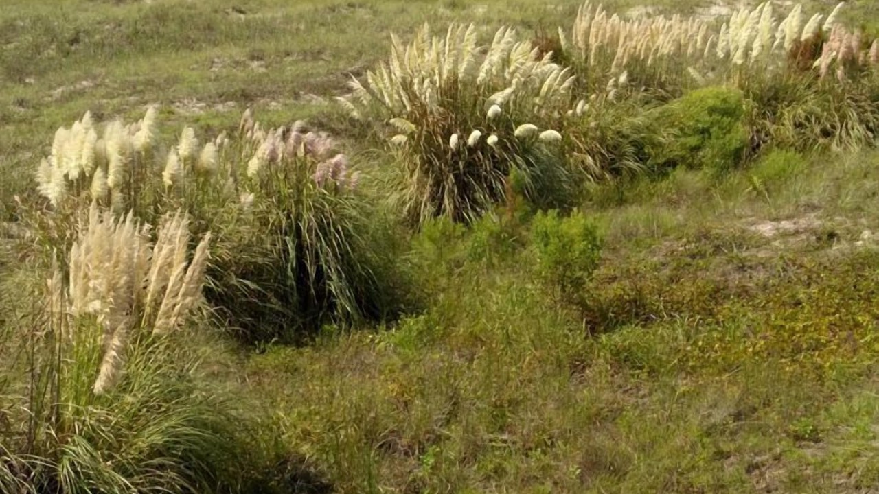 Photo of Outdoor in Sunset Beach