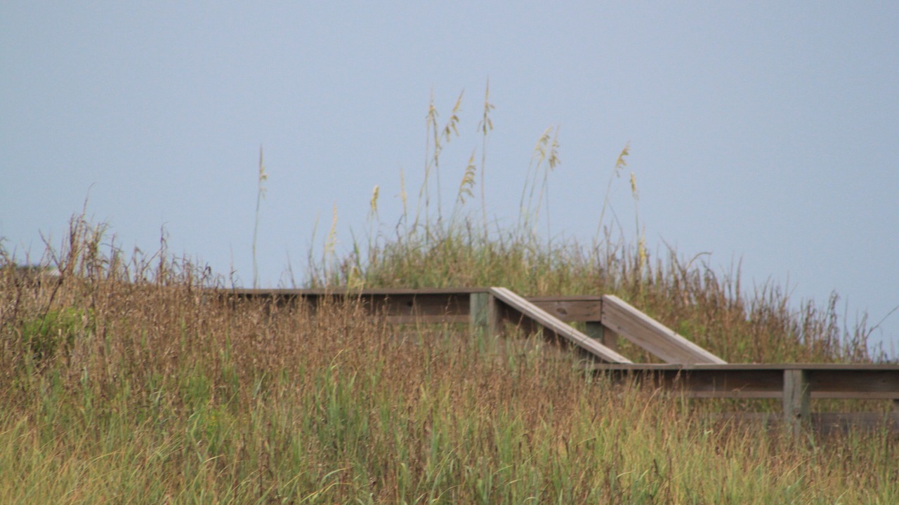 Photo of Others in Sea Trail