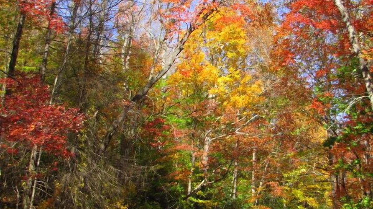 Photo of Others in Candler