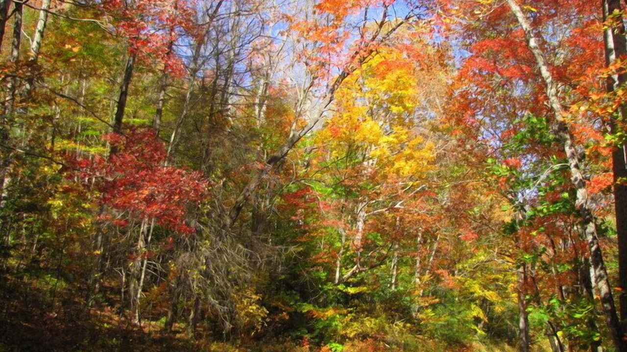 Photo of Outdoor in Candler