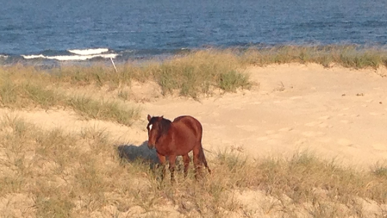 Photo of Others in Carova Beach