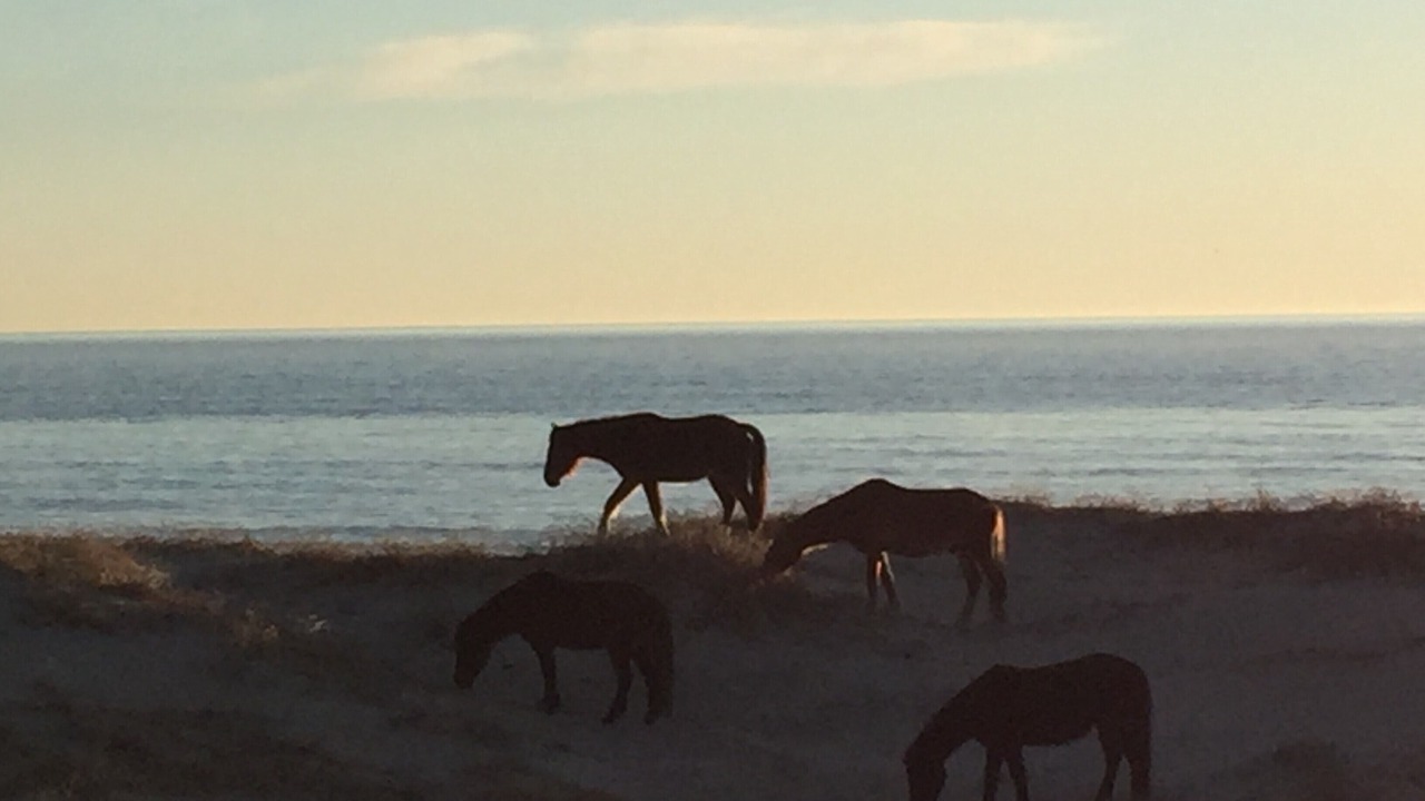 Photo of Others in Carova Beach