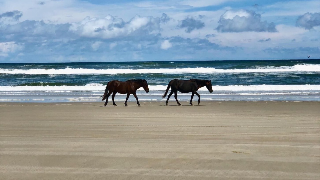Photo of Others in Carova Beach