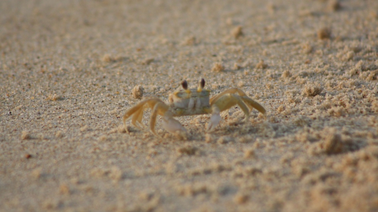 Photo of Others in Southern Shores