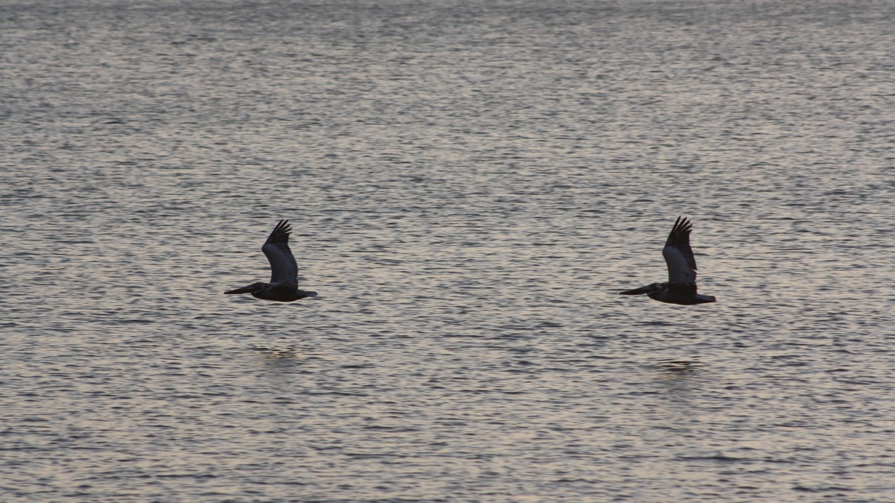Photo of Others in Southern Shores
