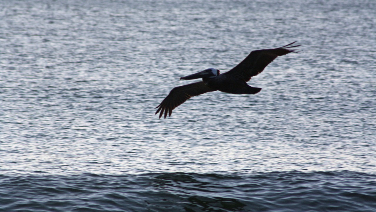 Photo of Others in Southern Shores