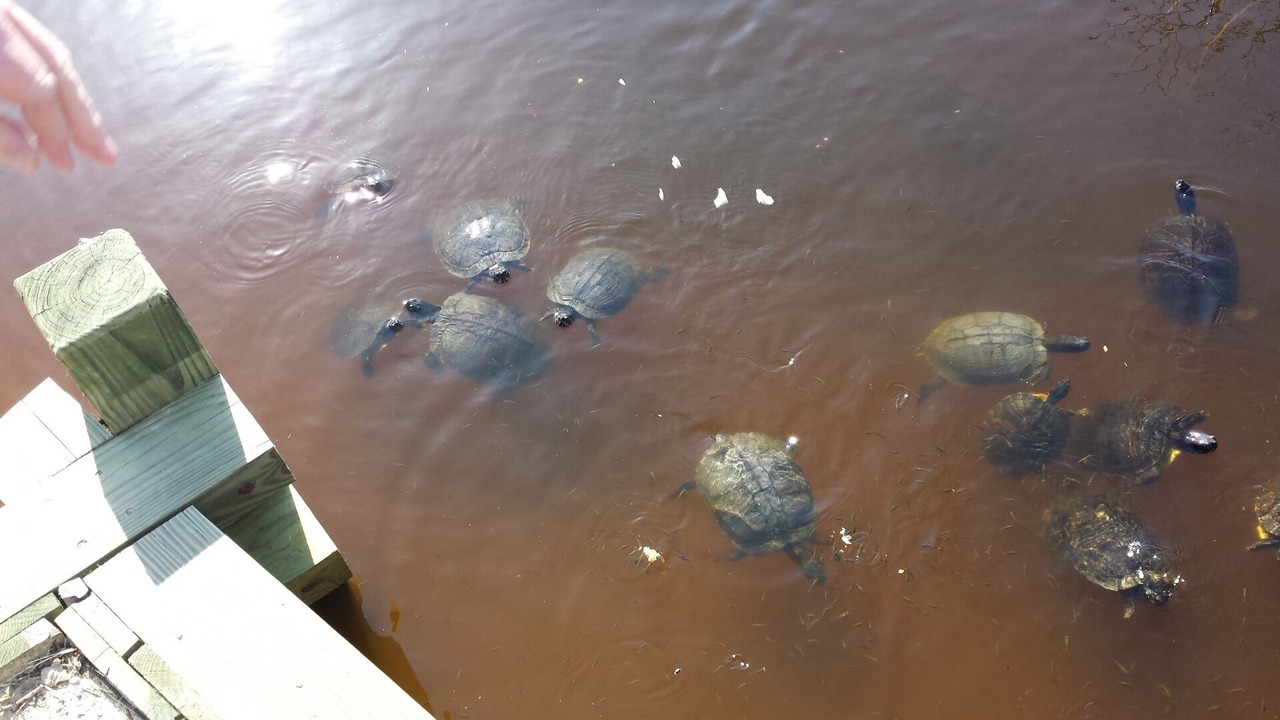 Photo of Others in South Nags Head