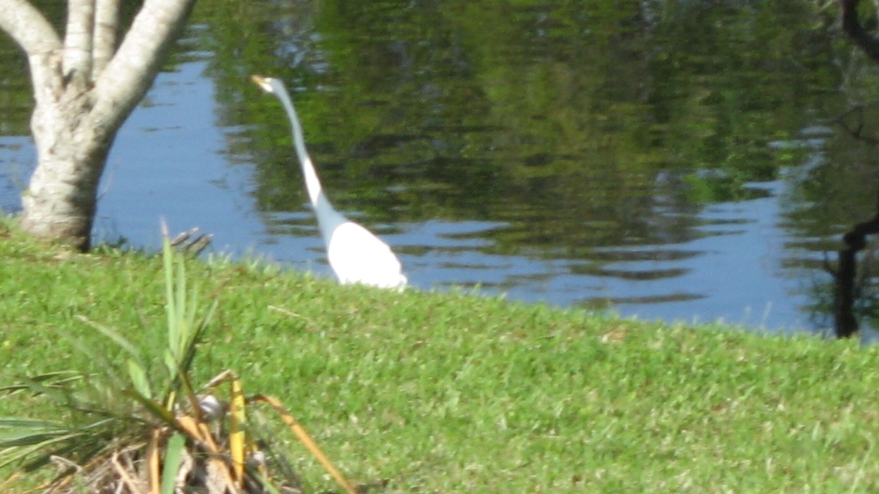 Photo of Others in South Nags Head
