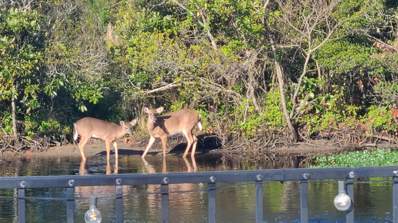 Photo of Others in South Nags Head