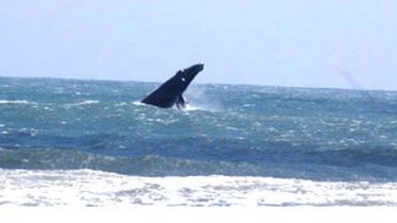 Photo of Others in South Nags Head