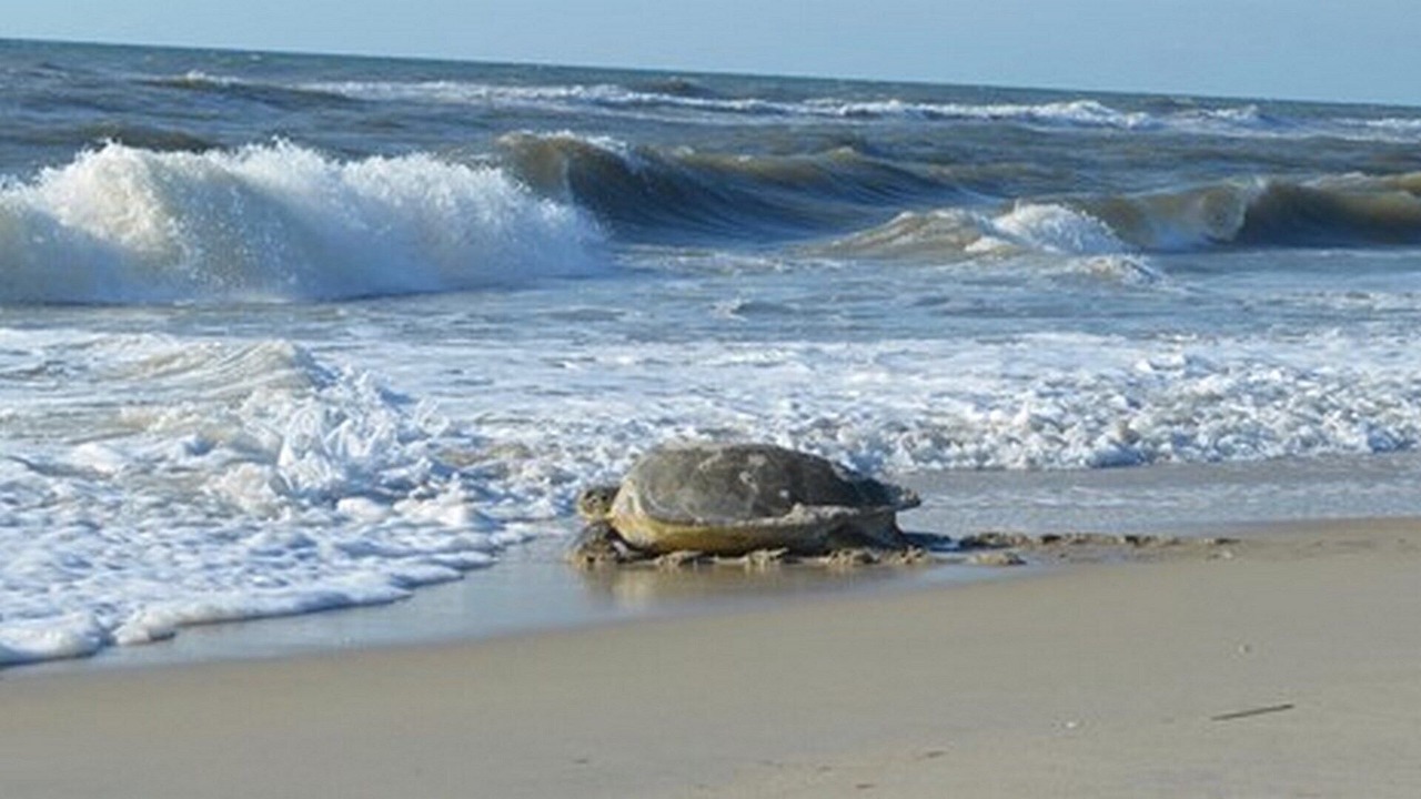Photo of Others in South Nags Head