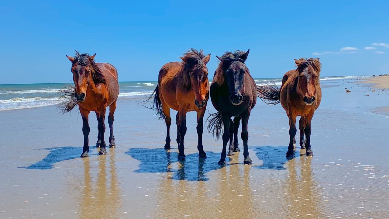 Photo of Others in Carova Beach
