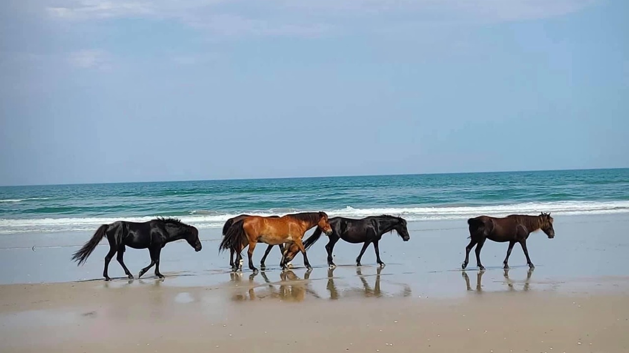 Photo of Others in Carova Beach