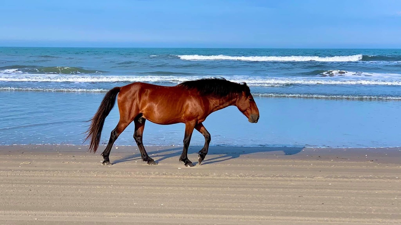 Photo of Others in Carova Beach