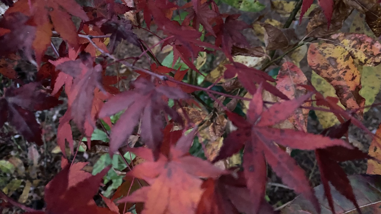 Photo of Others in Moravian Falls