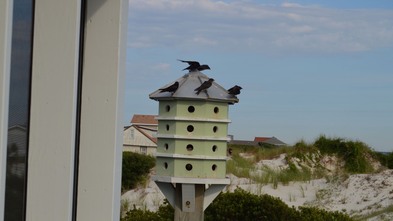 Photo of Others in Cedar Island