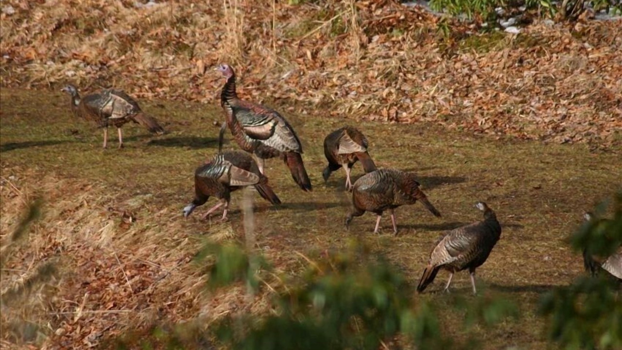 Photo of Others in Cedar Mountain