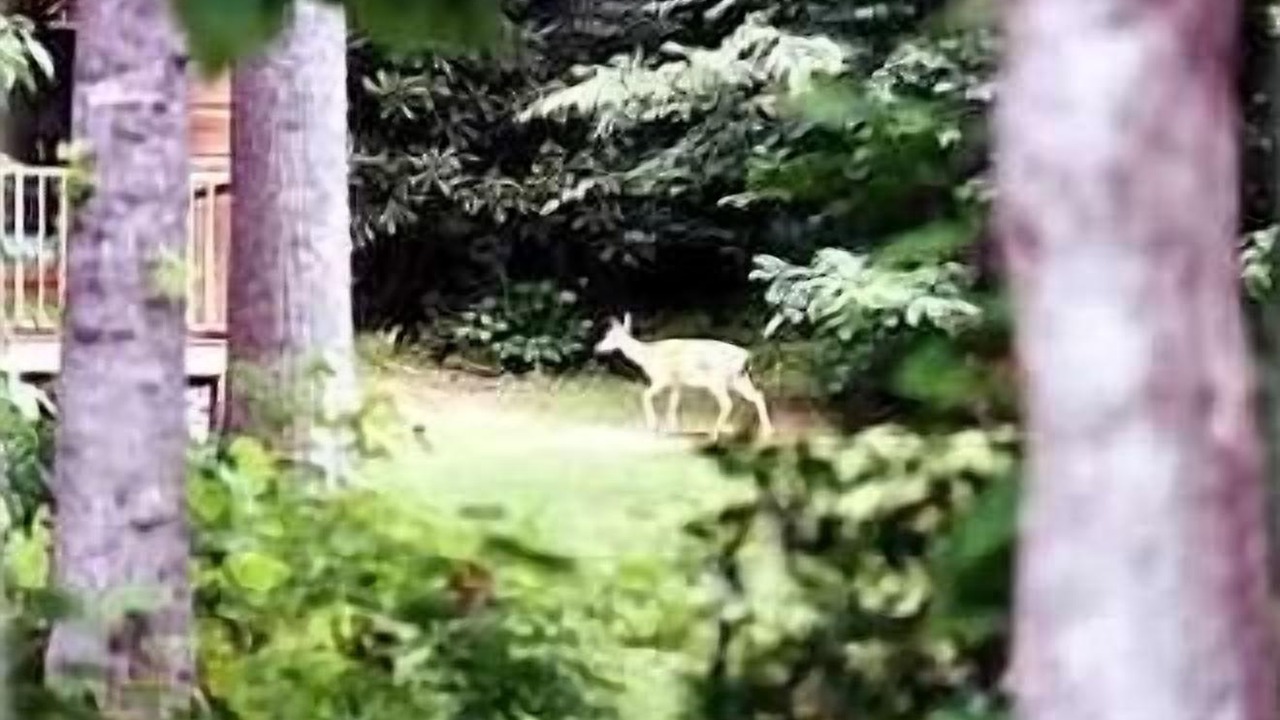 Photo of Others in Cedar Mountain