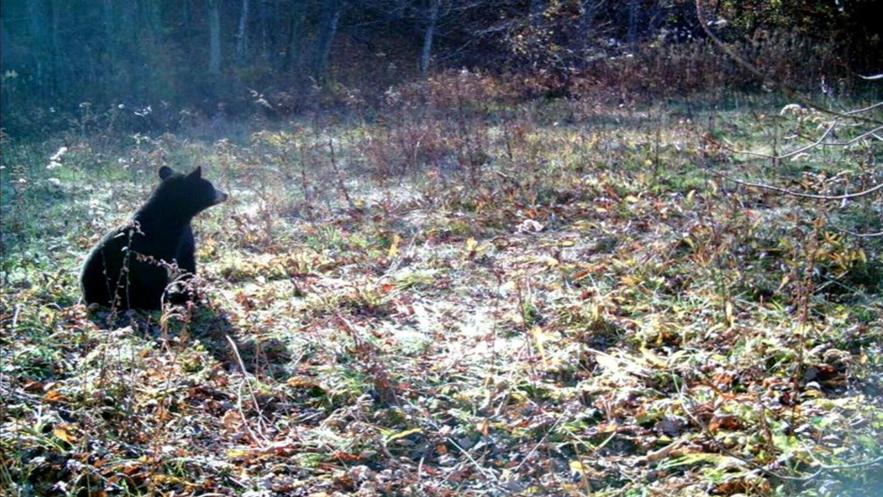 Photo of Others in Frank