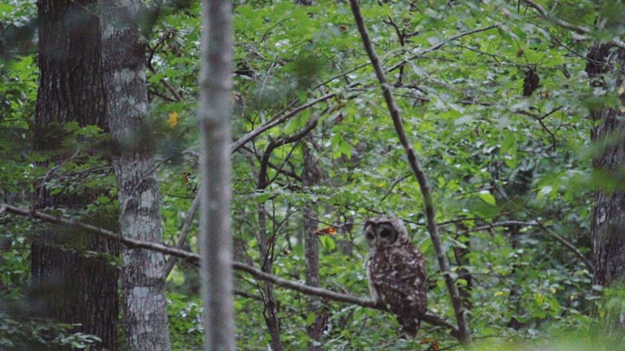 Photo of Others in Roxboro