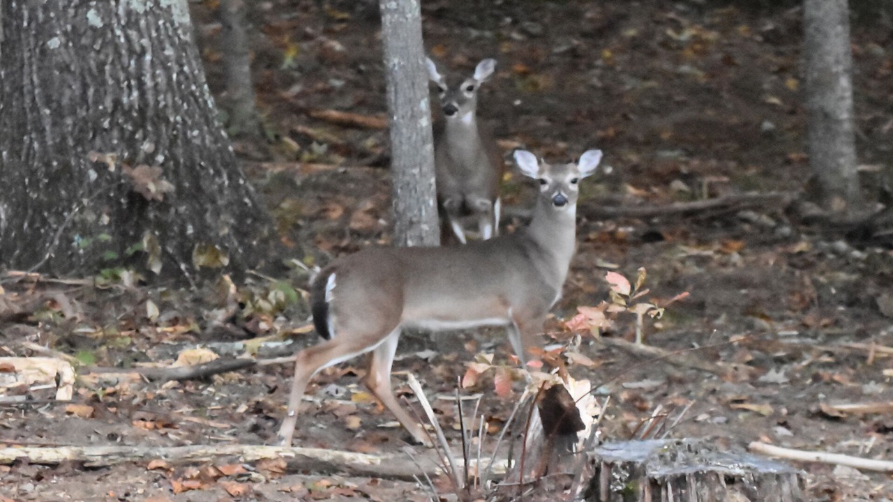 Photo of Others in Candler