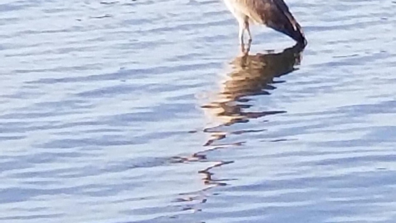 Photo of Others in Ocean Isle Beach