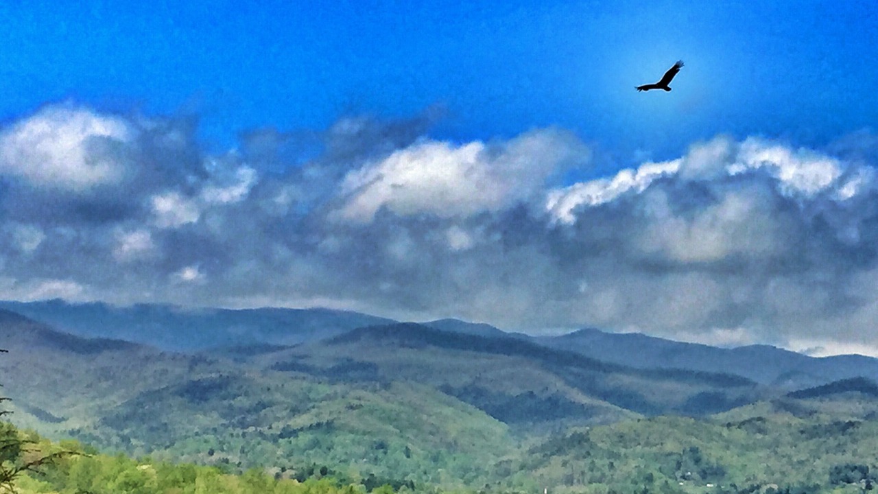 Photo of Others in Pisgah Forest