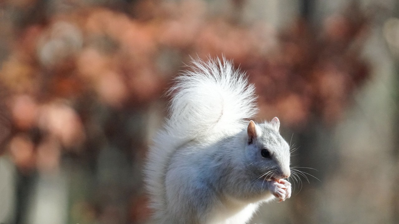 Photo of Others in Pisgah Forest