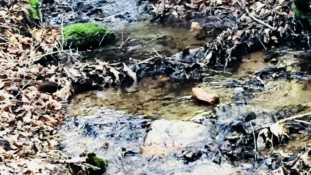 Photo of Others in Bryson City