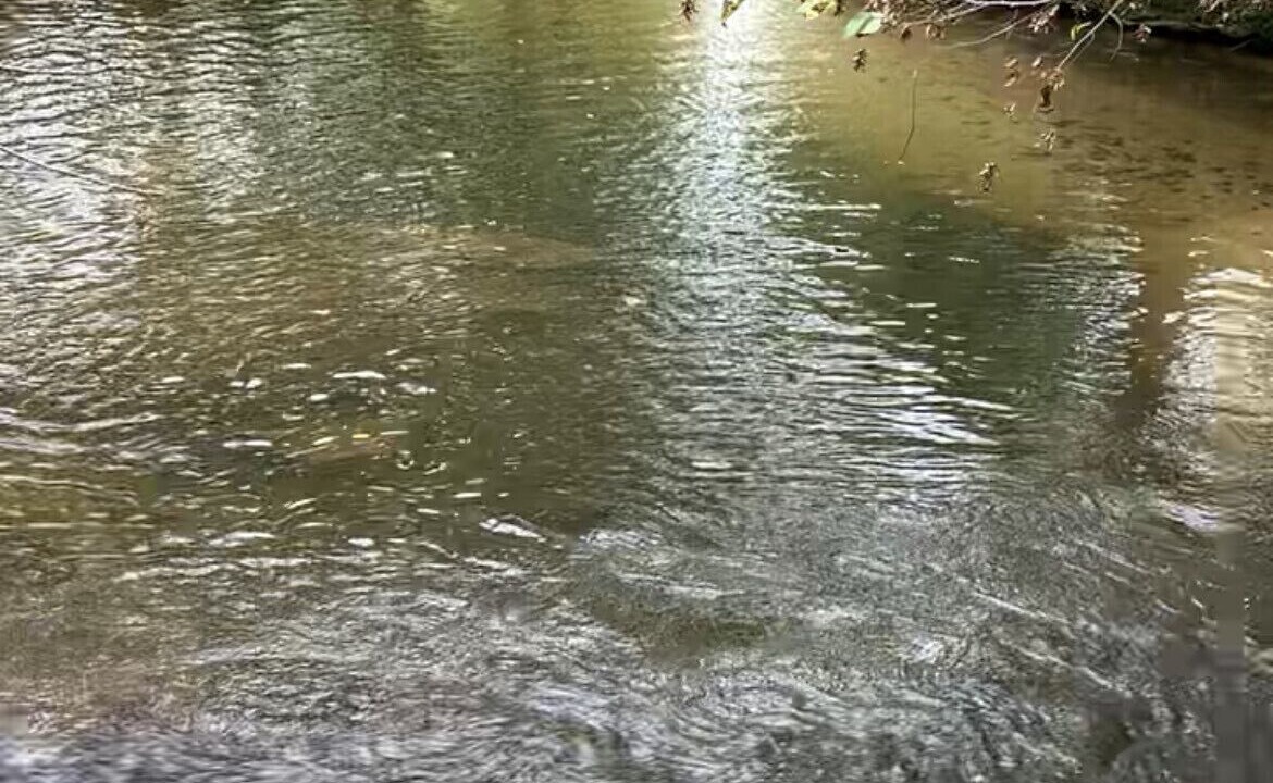 Photo of Others in Stokes