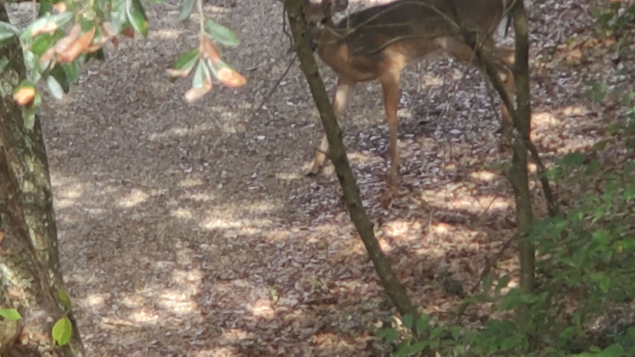 Photo of Others in Duck