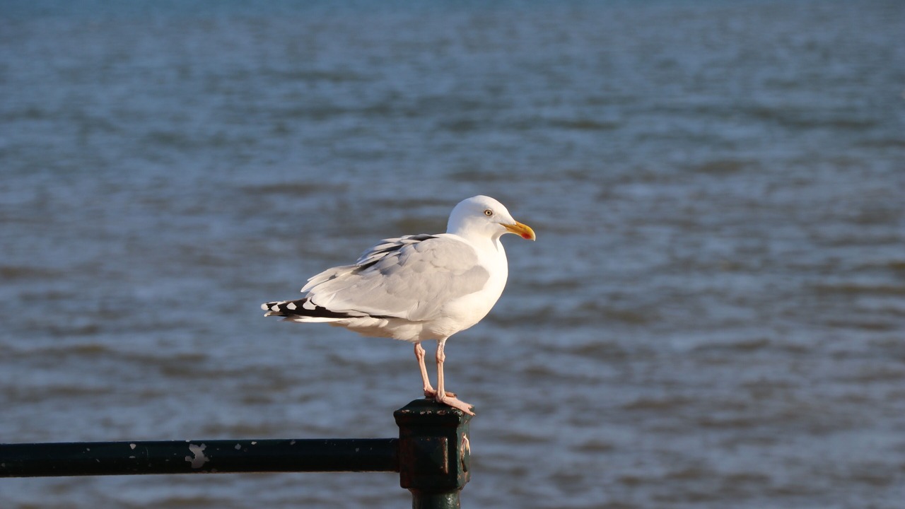 Photo of Others in Sidmouth