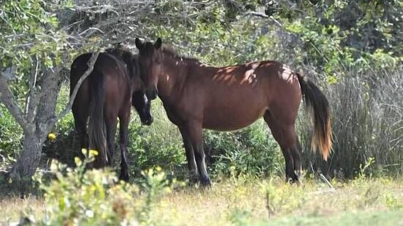 Photo of Others in Cedar Island
