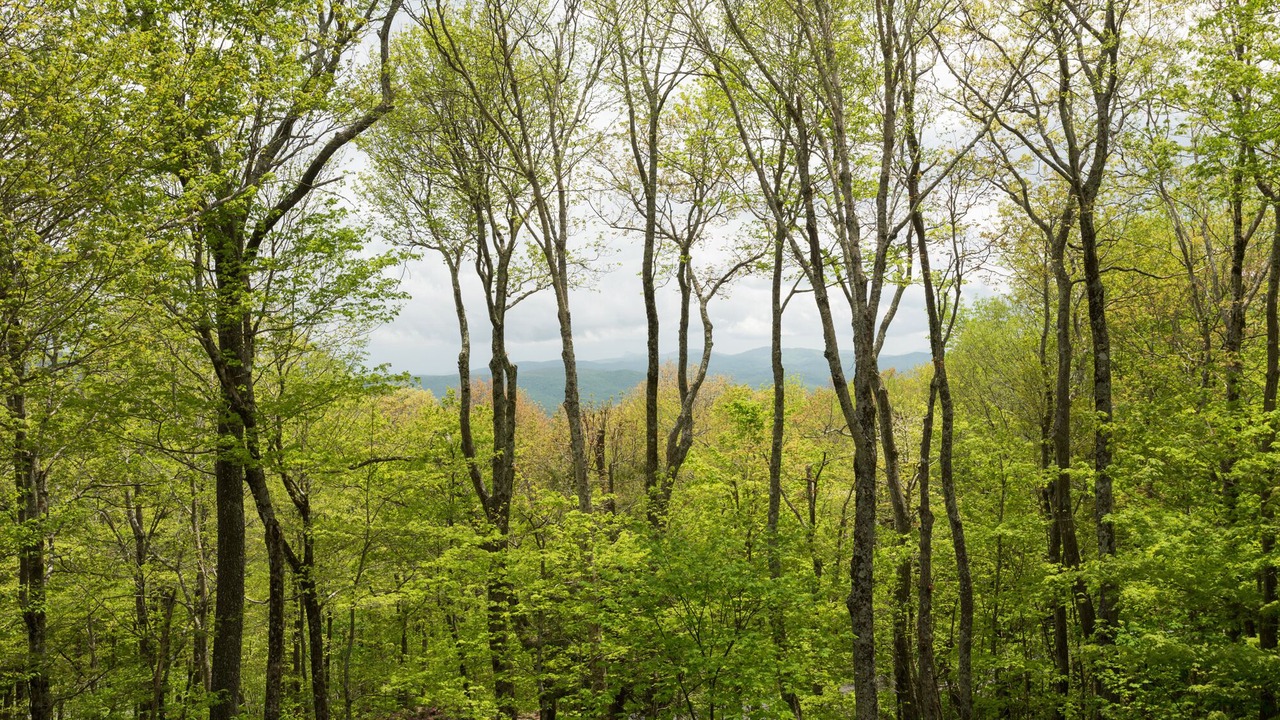 Photo of Outdoor in Linville Ridge