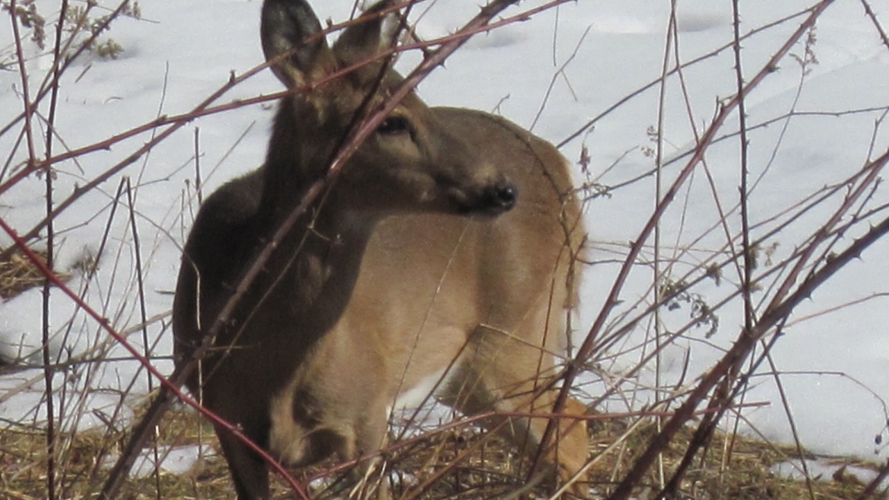 Photo of Others in Banner Elk