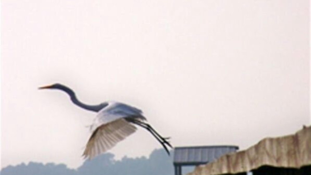 Photo of Others in Folly Beach