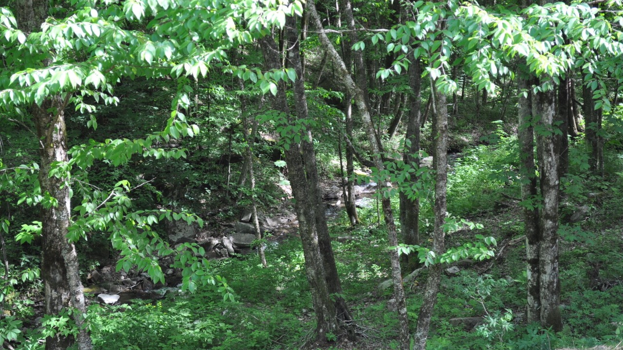 Photo of Others in Cataloochee Ranch