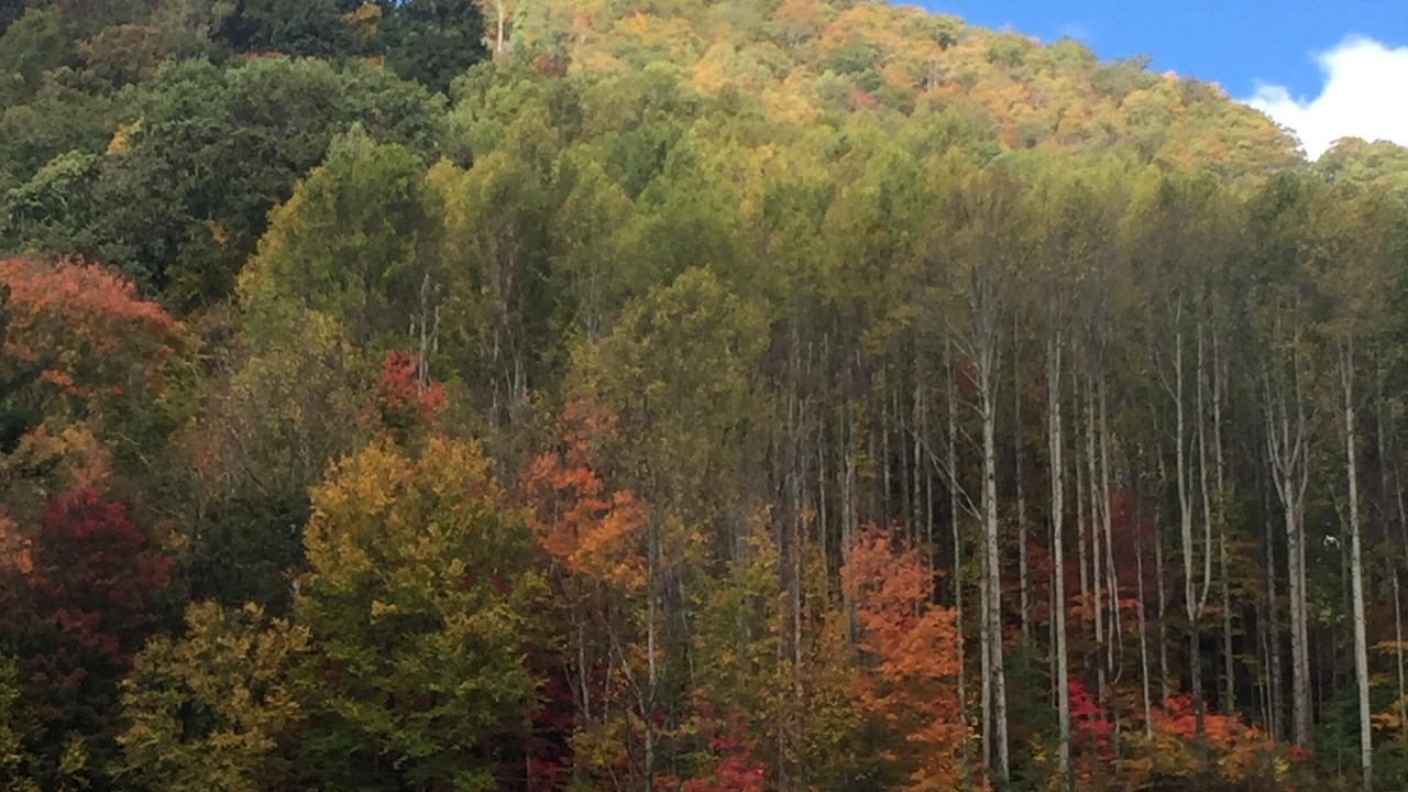 Photo of Others in Cataloochee Ranch