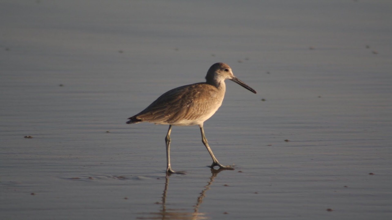Photo of Others in Southern Shores