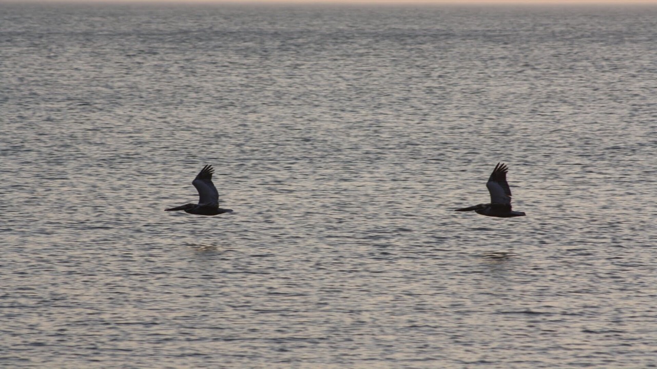 Photo of Others in Southern Shores