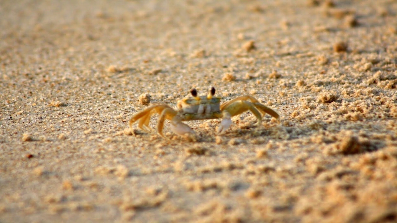 Photo of Others in Southern Shores
