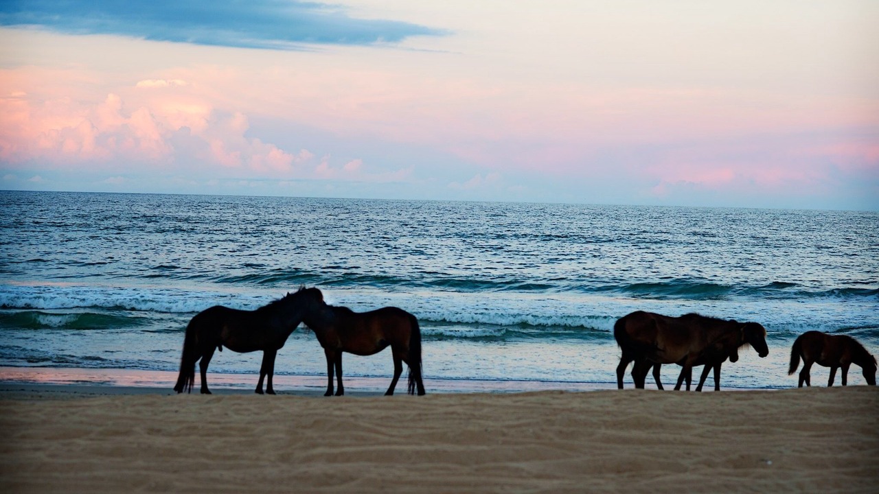 Photo of Others in Carova Beach