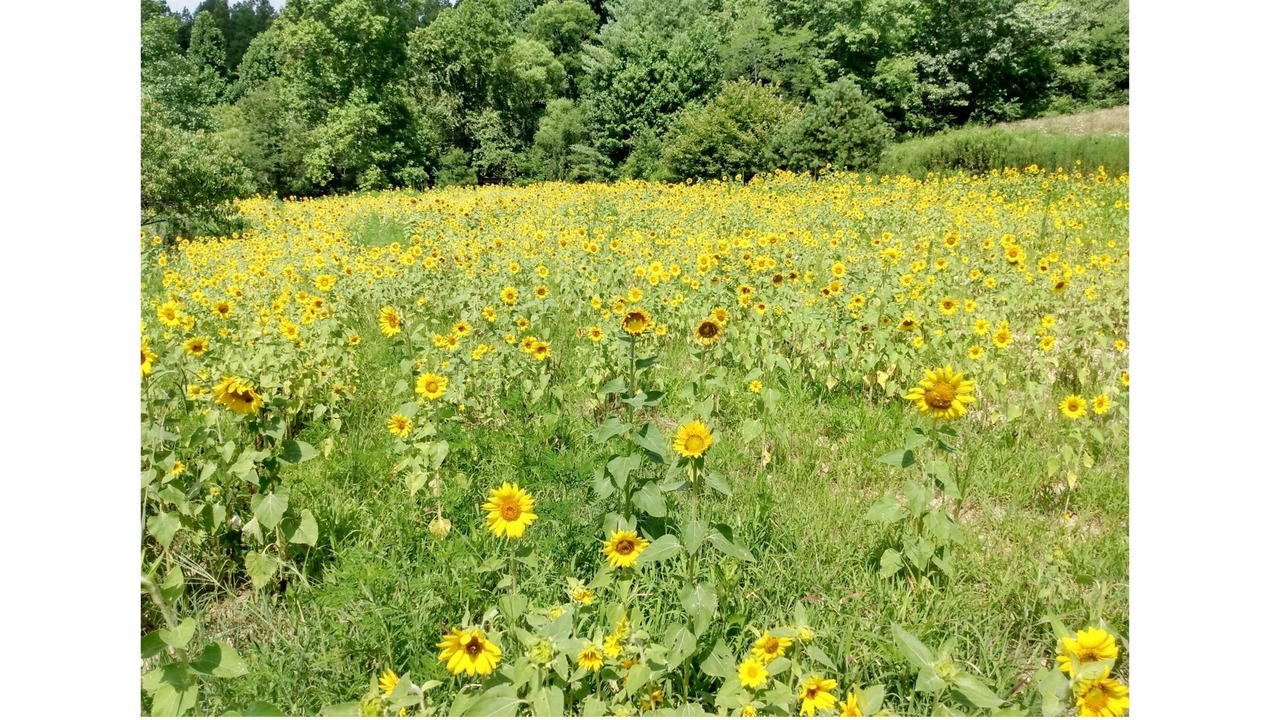 Photo of Others in Hendersonville