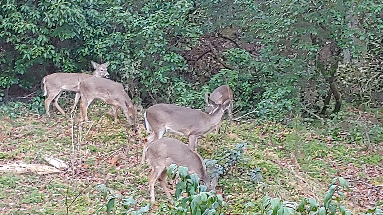 Photo of Others in Balsam Grove