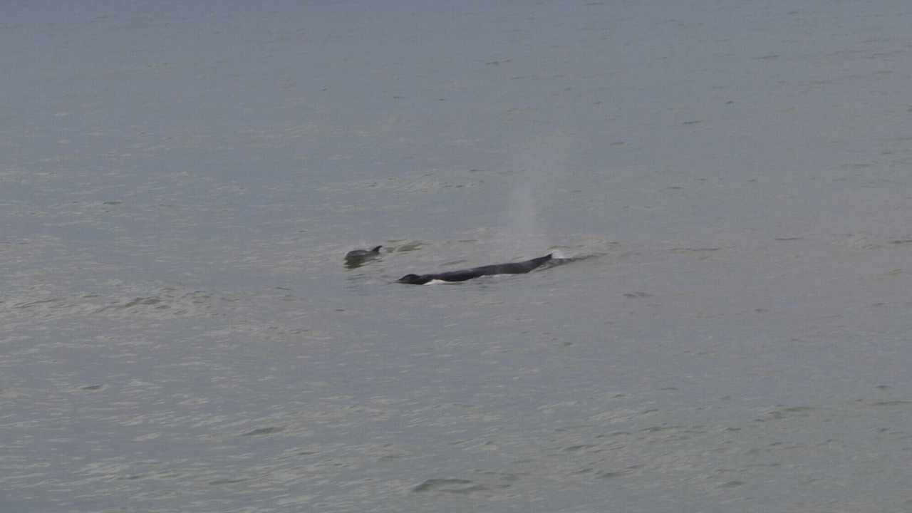 Photo of Others in Atlantic Beach