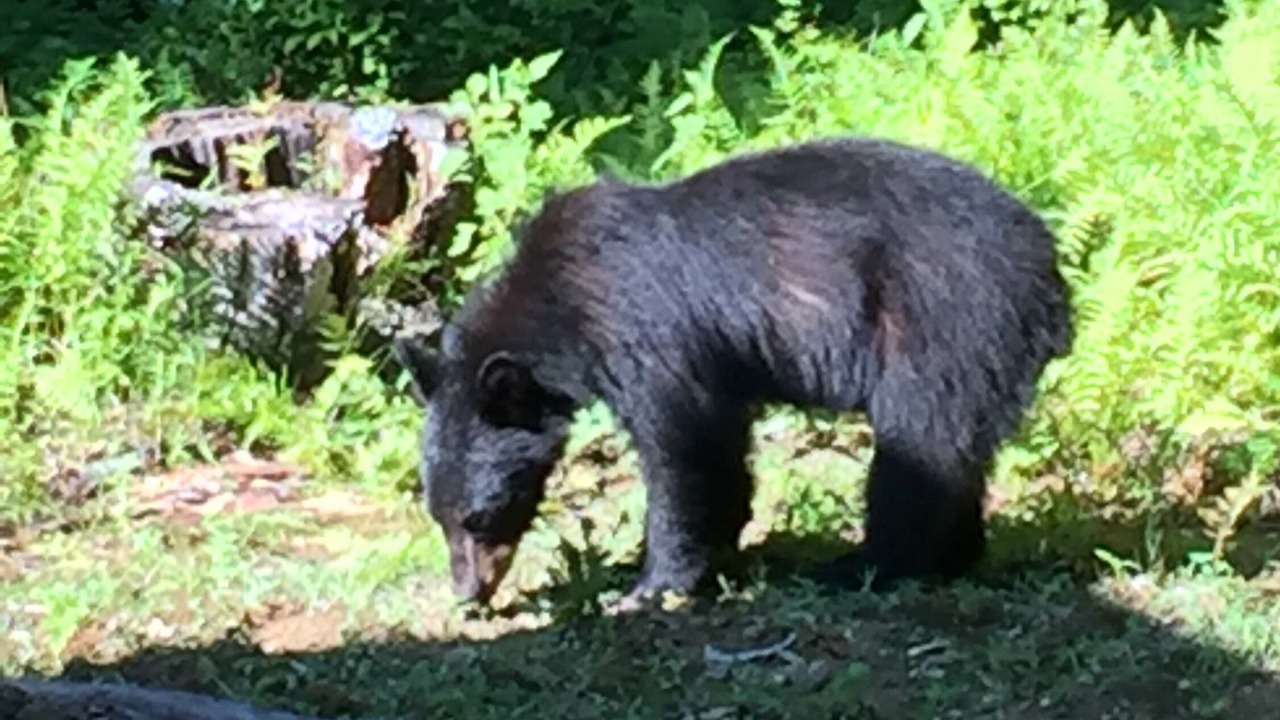 Photo of Others in Rosman