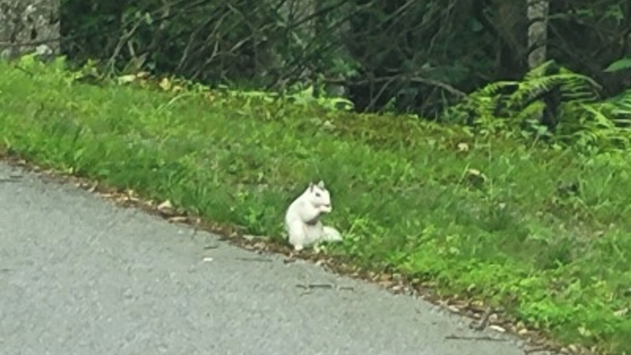 Photo of Others in Rosman