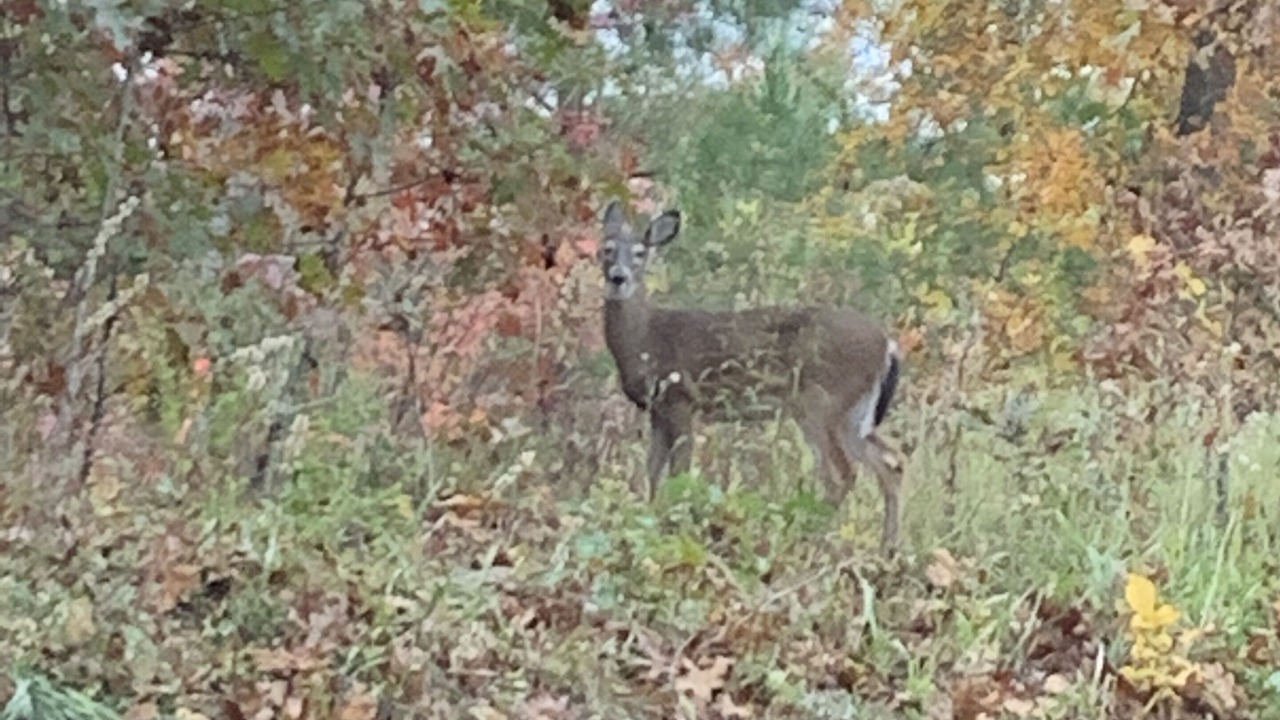 Photo of Outdoor in Murphy